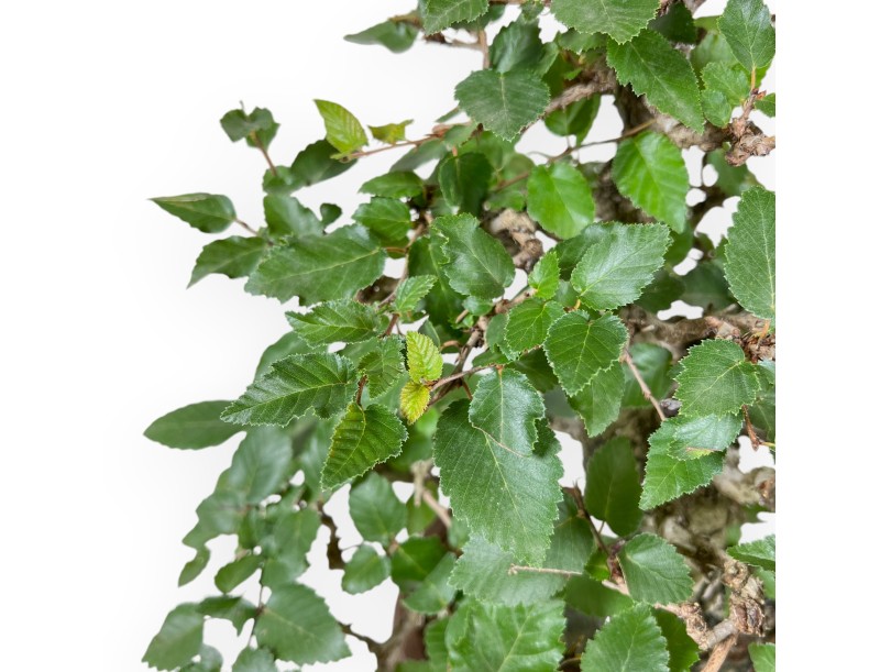 Carpinus Koreana - Carpino - 41 cm