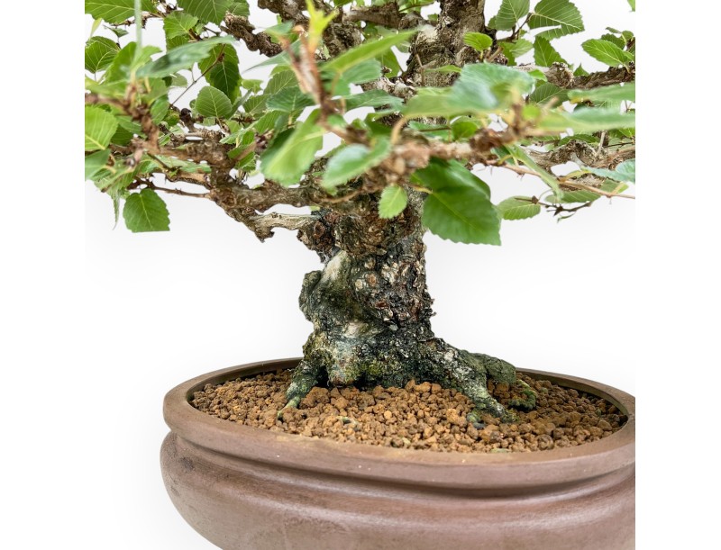 Carpinus Koreana - Hornbeam - 41 cm