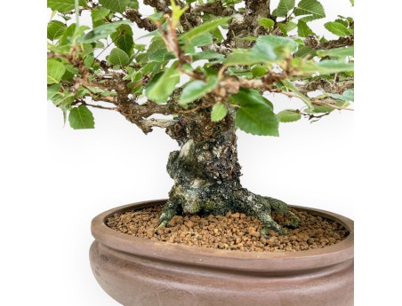 Carpinus Koreana - Hornbeam - 41 cm