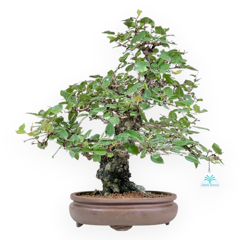 Carpinus Koreana - Charme - 41 cm