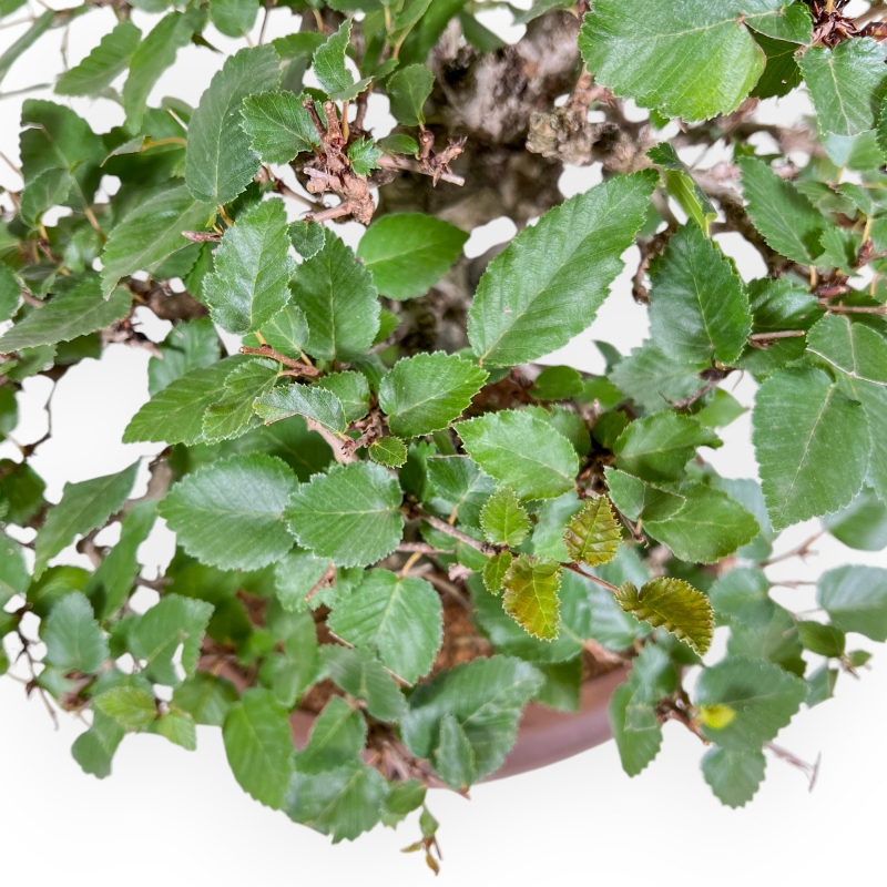 Carpinus Koreana - Hainbuche - 41 cm