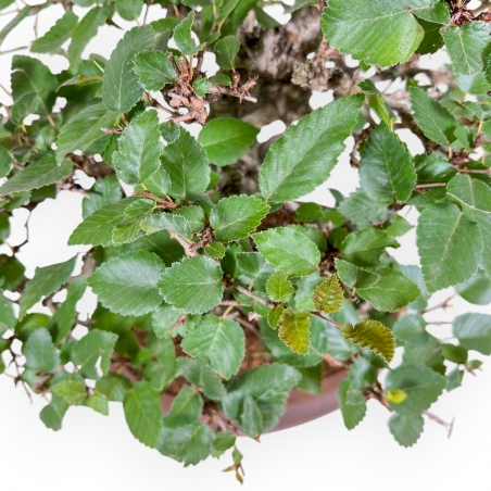 Carpinus Koreana - Hornbeam - 41 cm