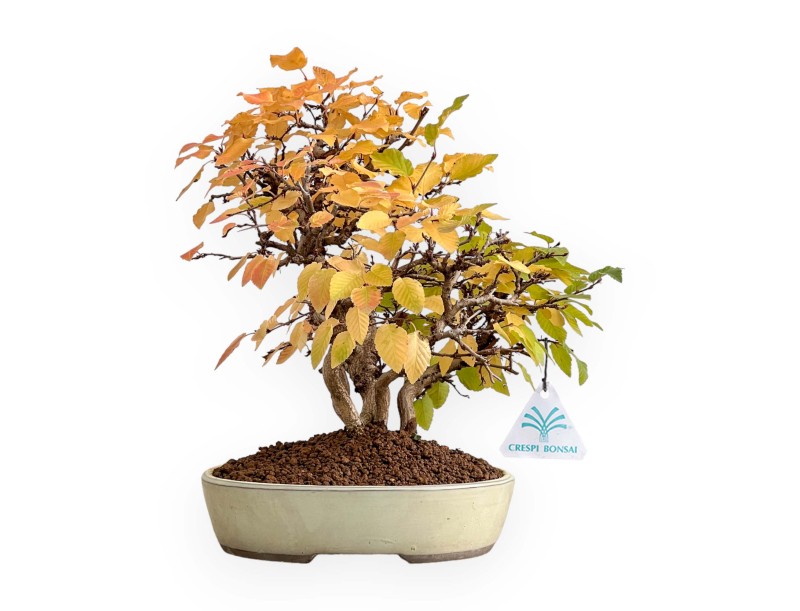 Carpinus Koreana - Carpe - 31 cm