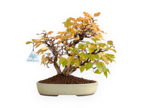 Carpinus Koreana - Charme - 31 cm