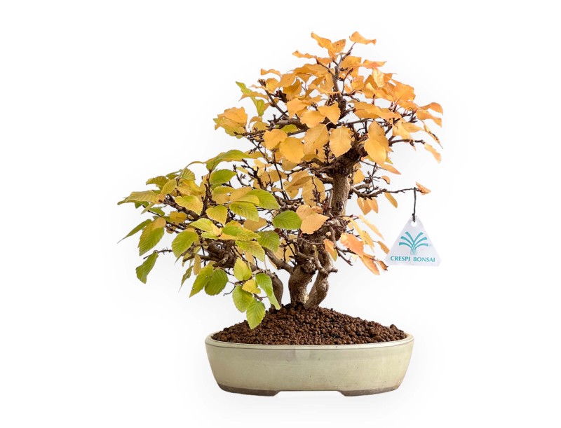 Carpinus Koreana - Hainbuche - 31 cm