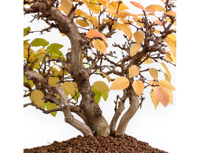 Carpinus Koreana - Carpino - 31 cm