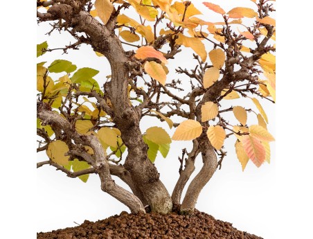 Carpinus Koreana - Hainbuche - 31 cm