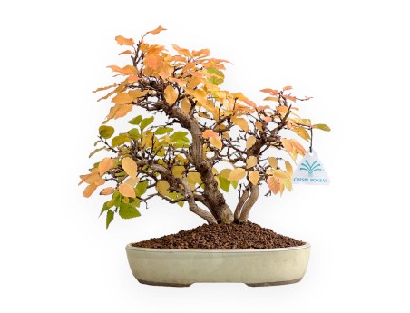 Carpinus Koreana - Haagbeuk - 31 cm