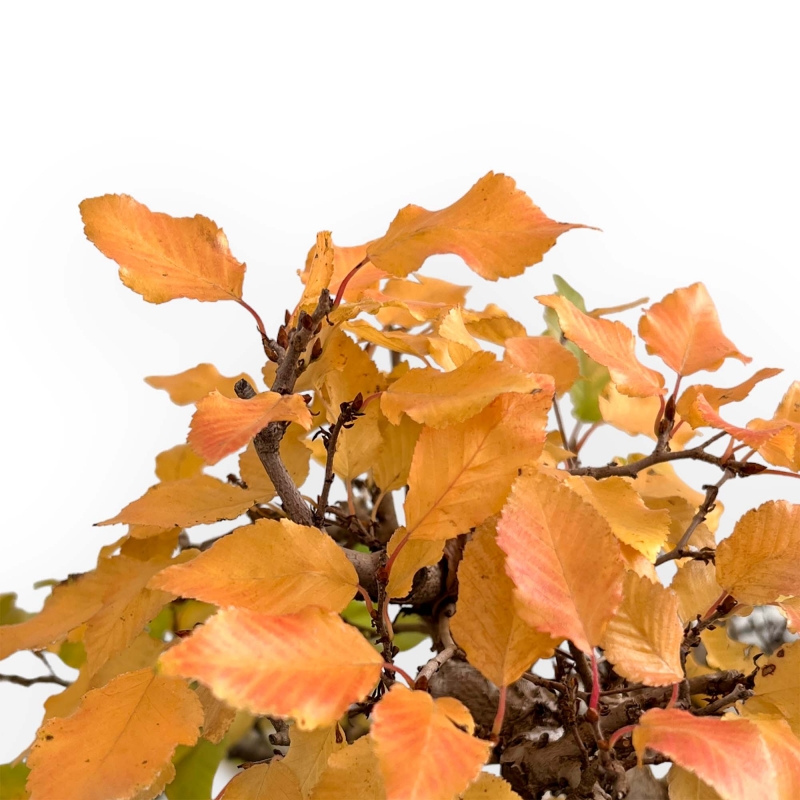 Carpinus Koreana - Carpino - 31 cm