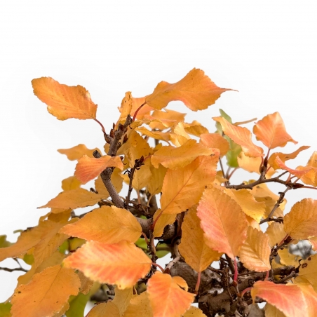 Carpinus Koreana - Charme - 31 cm