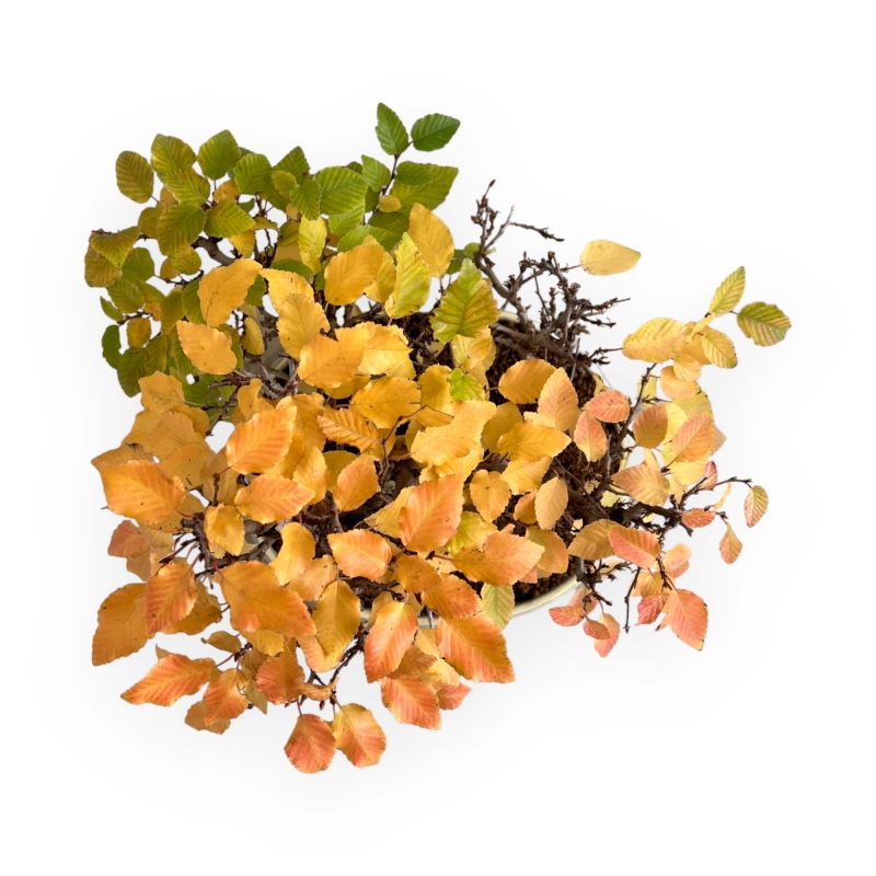 Carpinus Koreana - Charme - 31 cm