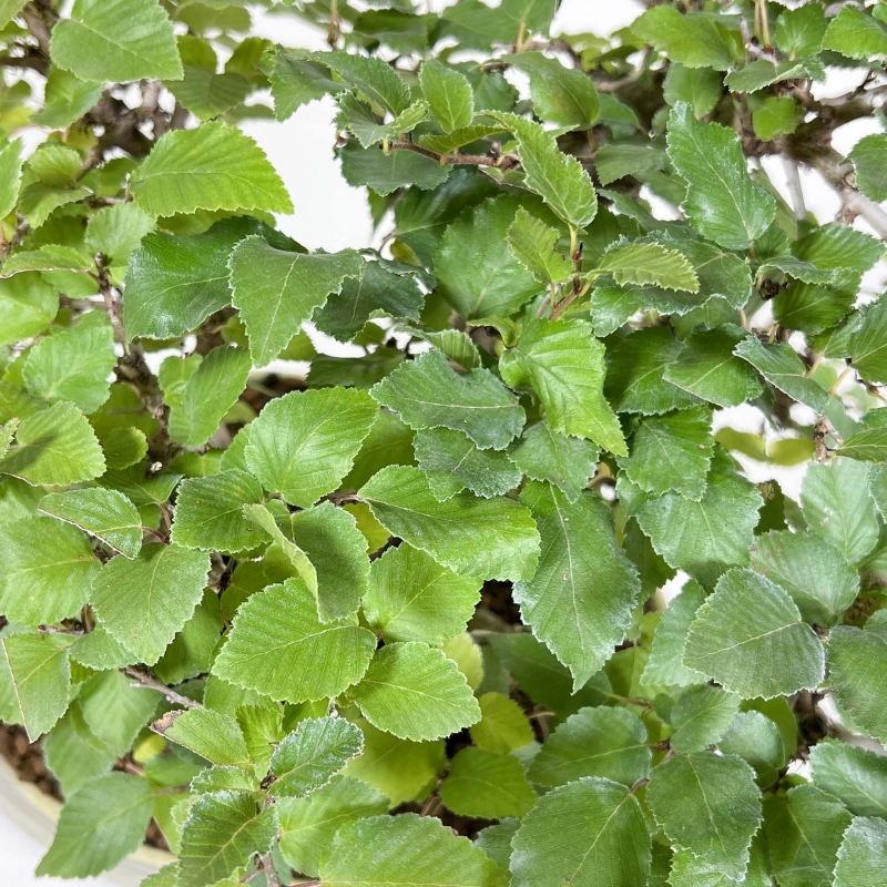 Carpinus Koreana - Carpino - 31 cm