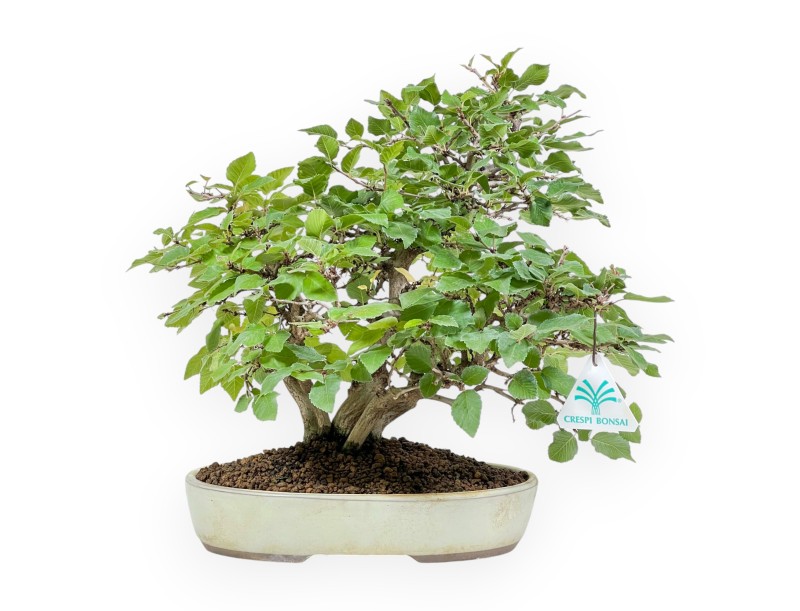 Carpinus Koreana - Carpe - 31 cm