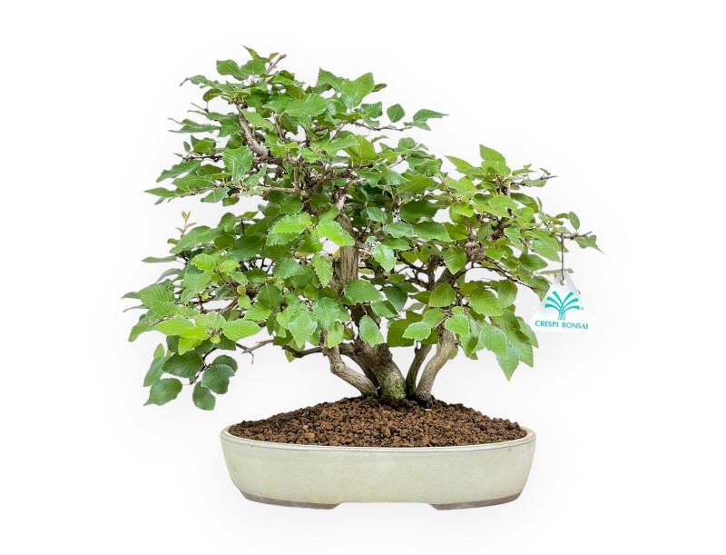 Carpinus Koreana - Hainbuche - 31 cm