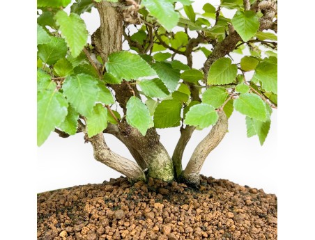 Carpinus Koreana - Charme - 31 cm