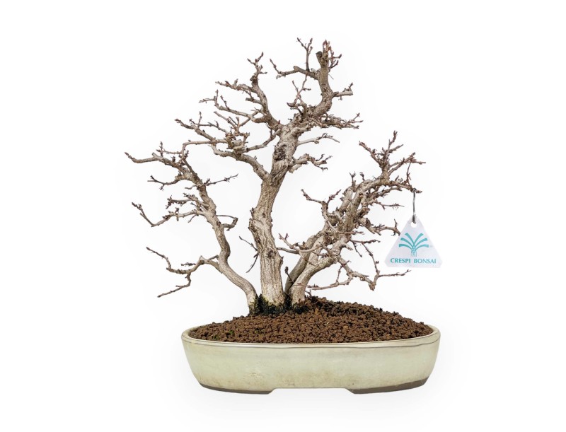 Carpinus Koreana - Hainbuche - 30 cm