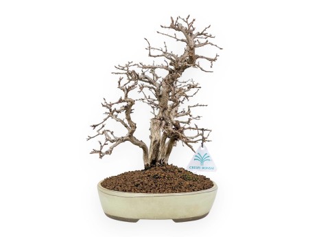 Carpinus Koreana - Hainbuche - 30 cm