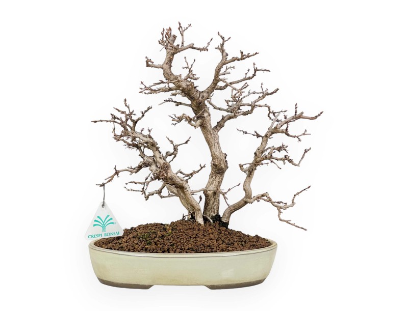 Carpinus Koreana - Hainbuche - 30 cm