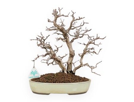 Carpinus Koreana - Hainbuche - 30 cm