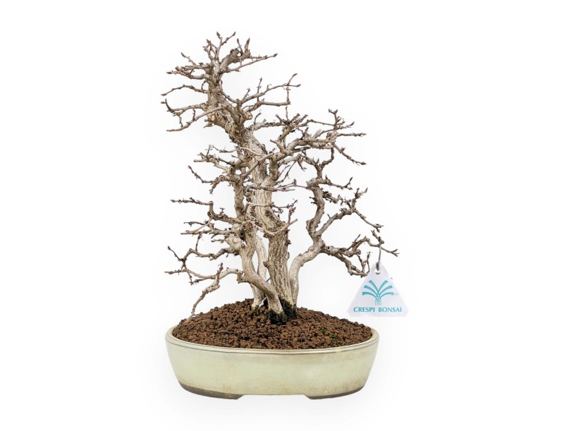 Carpinus Koreana - Hainbuche - 30 cm