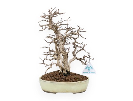 Carpinus Koreana - Hornbeam - 30 cm