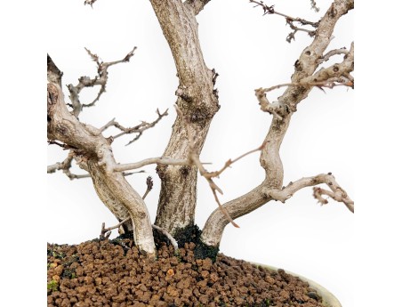 Carpinus Koreana - Charme - 30 cm