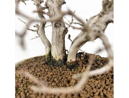 Carpinus Koreana - Hainbuche - 30 cm