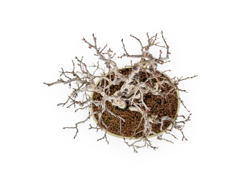 Carpinus Koreana - Haagbeuk - 30 cm