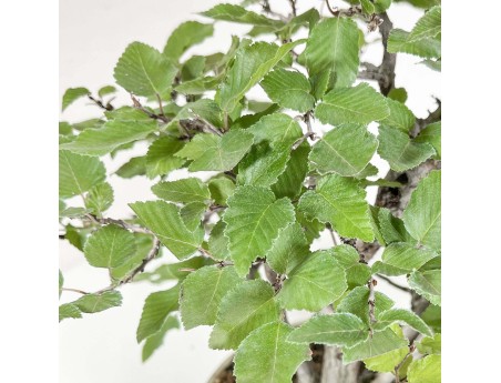 Carpinus Koreana - Carpino - 30 cm