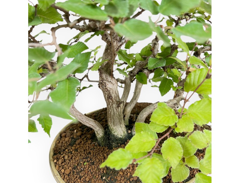 Carpinus Koreana - Carpino - 30 cm