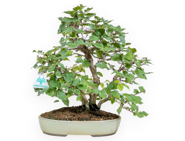 Carpinus Koreana - Charme - 30 cm
