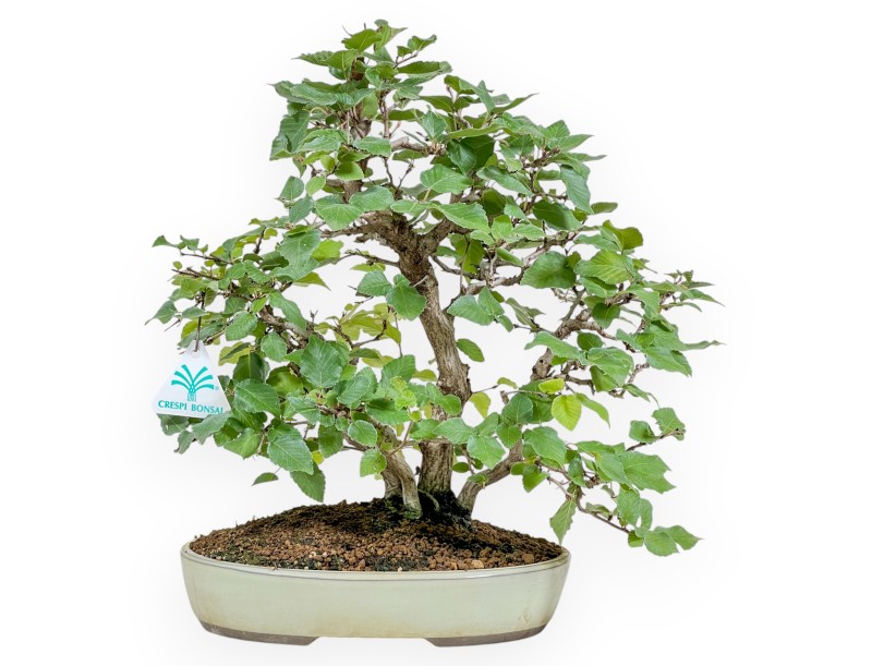 Carpinus Koreana - Charme - 30 cm