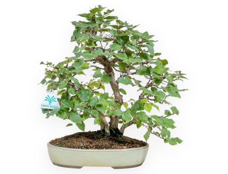 Carpinus Koreana - Carpino - 30 cm