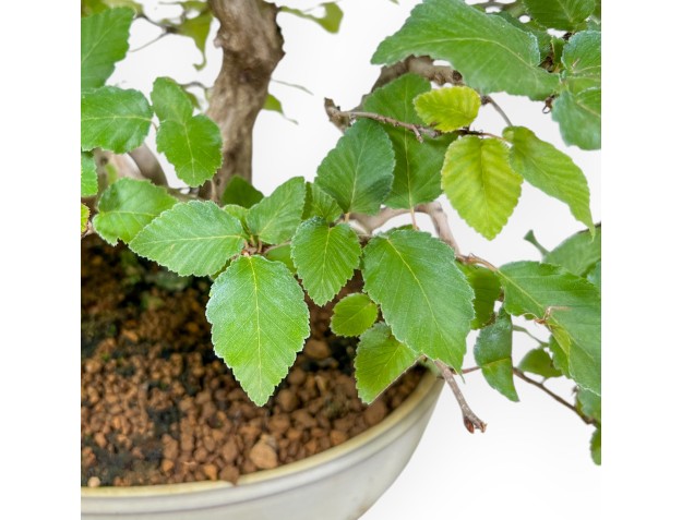 Carpinus Koreana - Charme - 30 cm 2