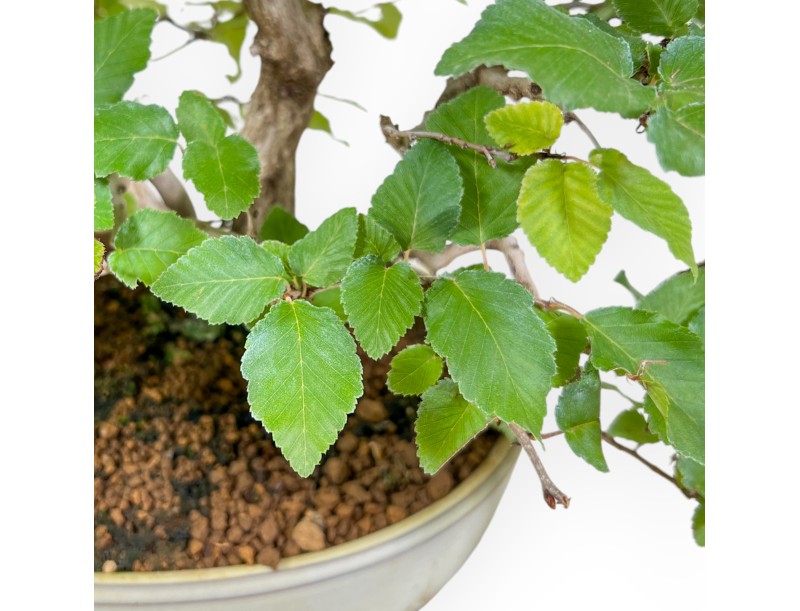 Carpinus Koreana - Hainbuche - 30 cm