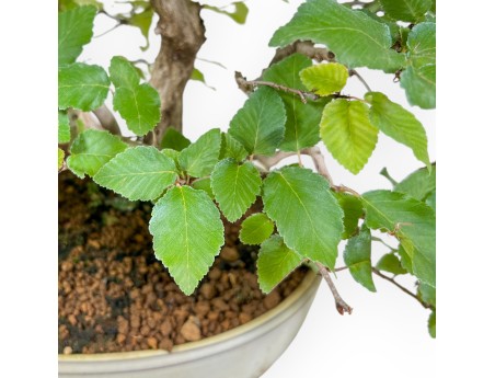 Carpinus Koreana - Hainbuche - 30 cm