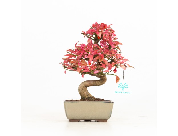 Euonymus - Evonymus - 25 cm 2
