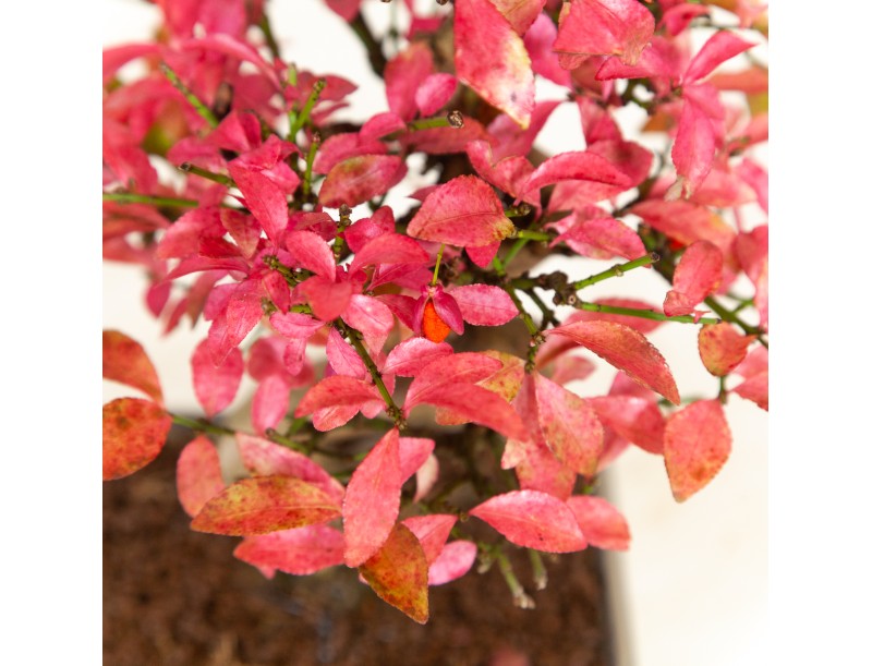 Euonymus - Evonimo - 25 cm