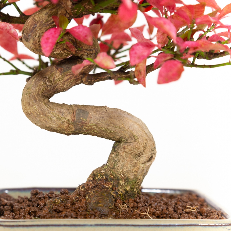 Euonymus - Evonimo - 25 cm