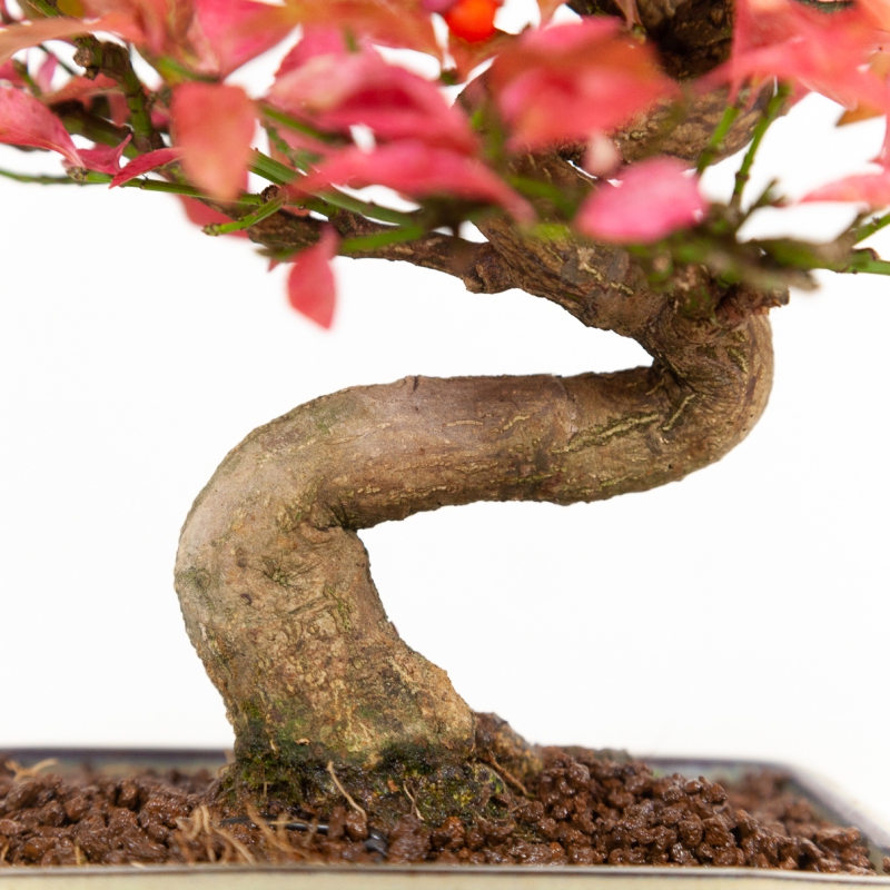Euonymus - Evonimo - 25 cm