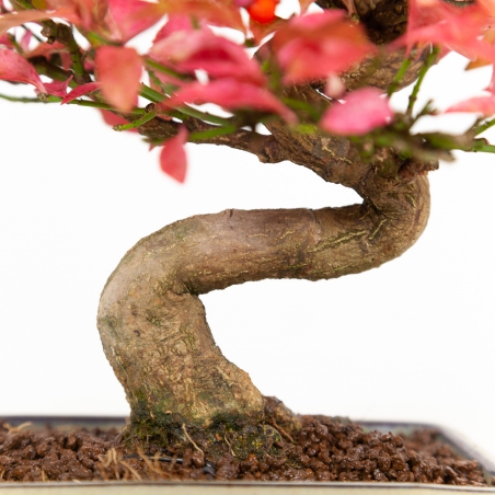 Euonymus - Spindle - 25 cm