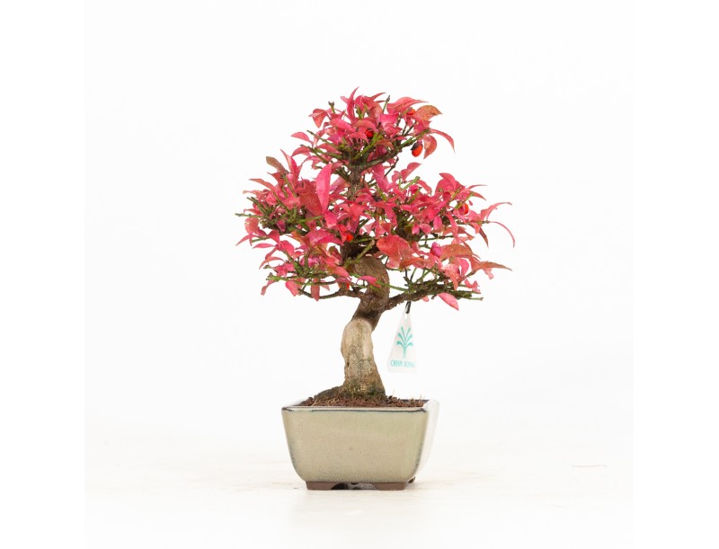 Euonymus - Evonimo - 25 cm