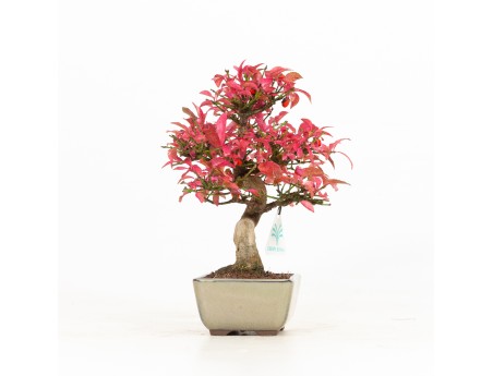 Euonymus - Spindle - 25 cm