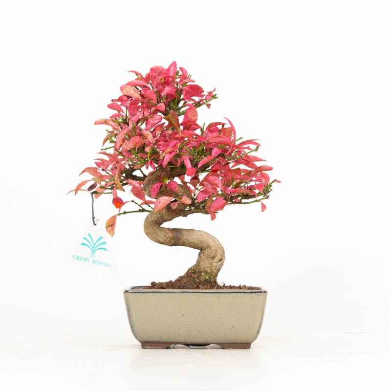 Euonymus - Evonimo - 25 cm