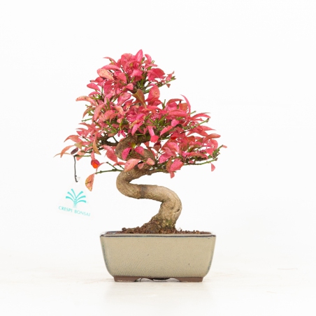 Euonymus - Evonimo - 25 cm