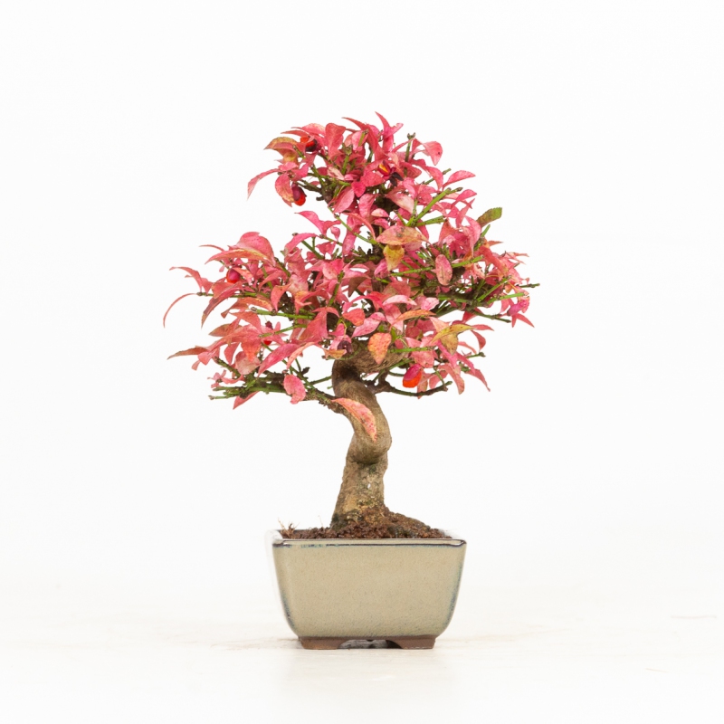 Euonymus - Evonimo - 25 cm