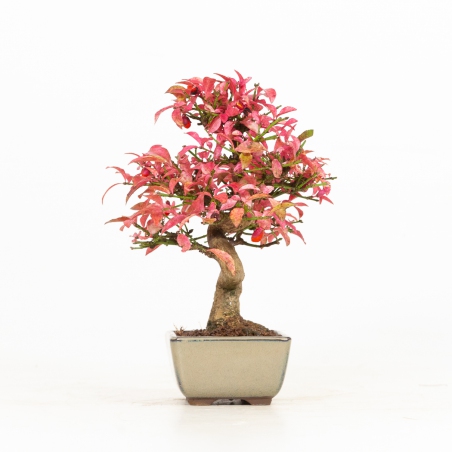 Euonymus - Evonimo - 25 cm