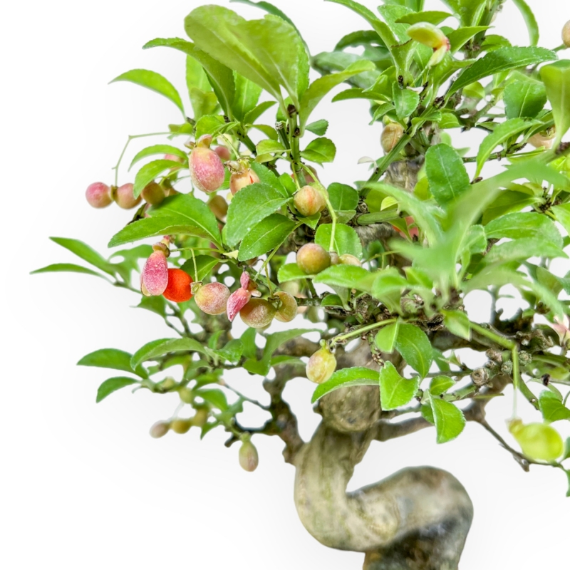 Euonymus - Evonimo - 25 cm