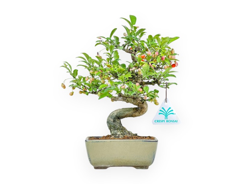 Euonymus - Fusain - 25 cm