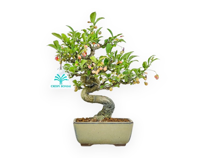 Euonymus - Fusain - 25 cm